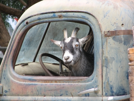 goat-car.jpg